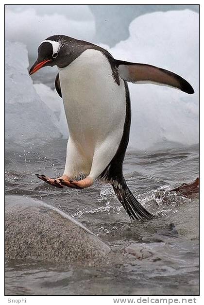 A63-76   @    Antarctica Polar Bird Penguins       , ( Postal Stationery , Articles Postaux ) - Penguins