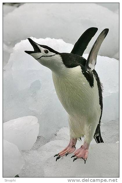 A63-78   @    Antarctica Polar Bird Penguins       , ( Postal Stationery , Articles Postaux ) - Penguins