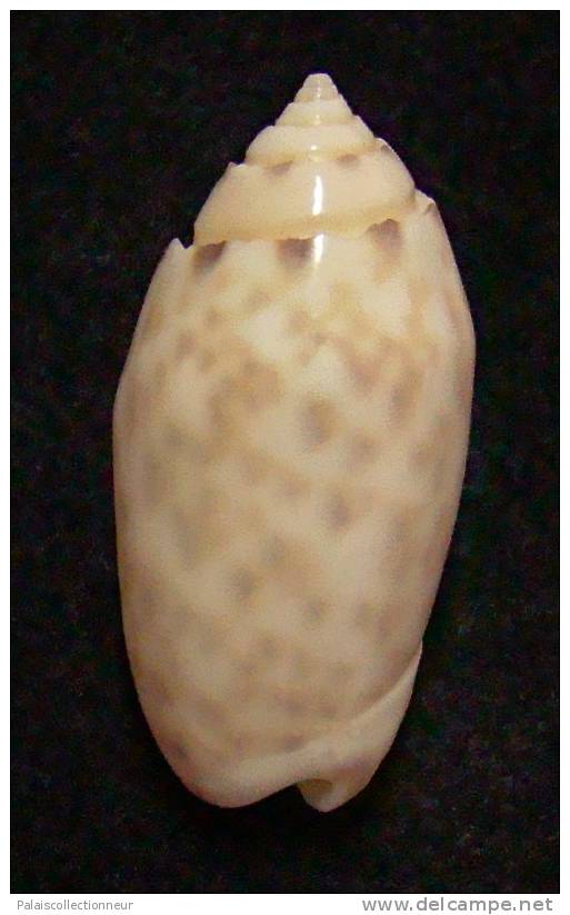 N°3180 // OLIVA ANNULATA AMETHYSTINA  " Nelle-CALEDONIE " // F+++/GEM :  28,6mm // PEU COURANTE . - Seashells & Snail-shells