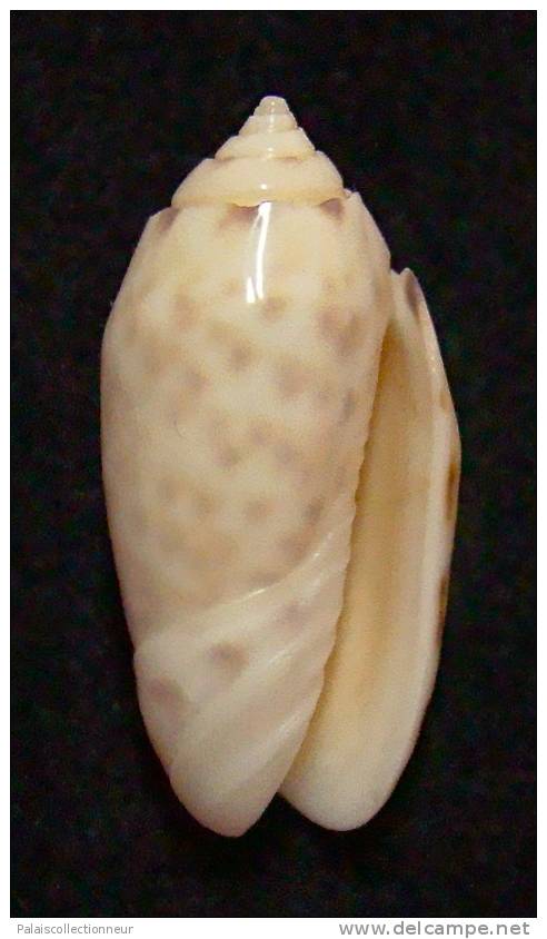 N°3180 // OLIVA ANNULATA AMETHYSTINA  " Nelle-CALEDONIE " // F+++/GEM :  28,6mm // PEU COURANTE . - Seashells & Snail-shells