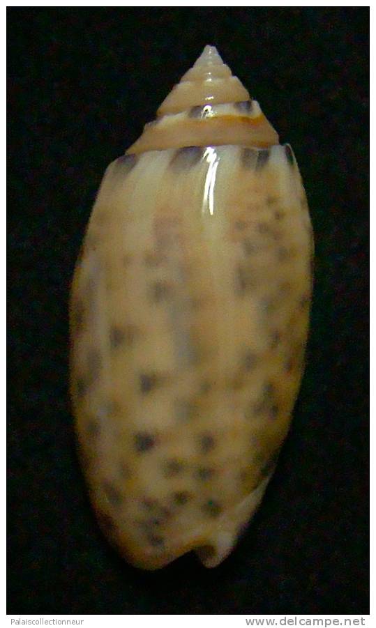 N°3186 // OLIVA ANNULATA AMETHYSTINA  " Nelle-CALEDONIE " // F+++/GEM :  40,3mm // ASSEZ RARE . - Muscheln & Schnecken