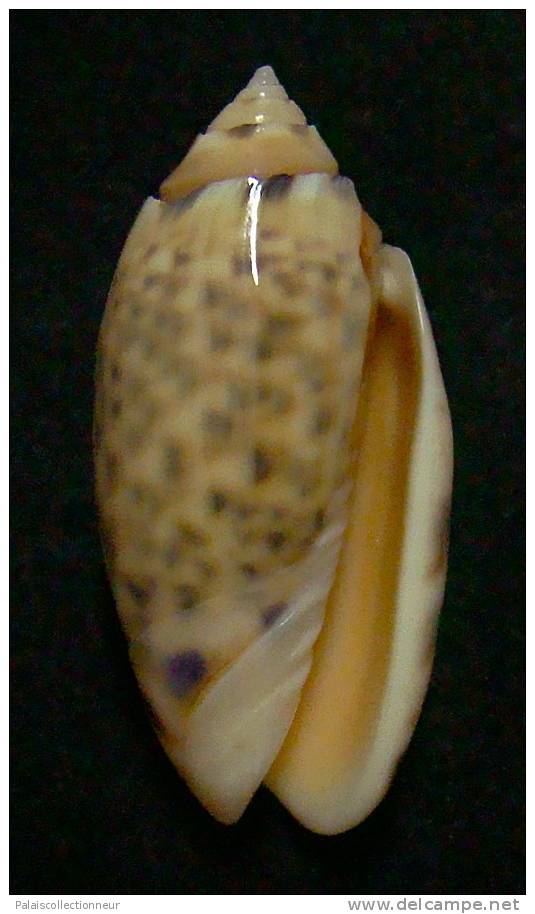 N°3186 // OLIVA ANNULATA AMETHYSTINA  " Nelle-CALEDONIE " // F+++/GEM :  40,3mm // ASSEZ RARE . - Muscheln & Schnecken