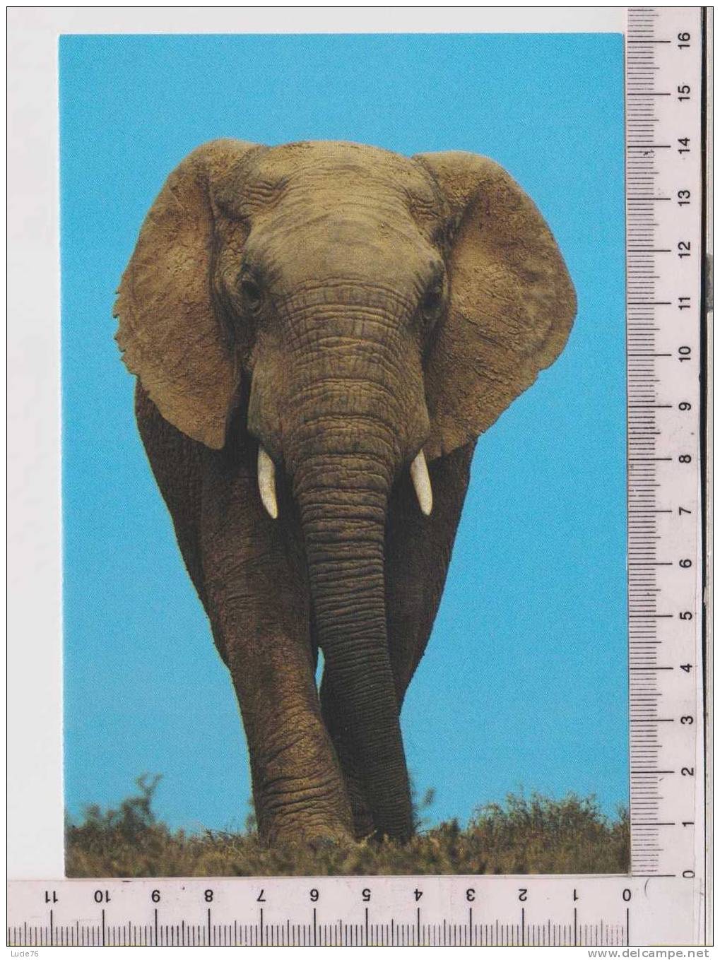 ELEPHANT  -      Carte Double - Éléphants