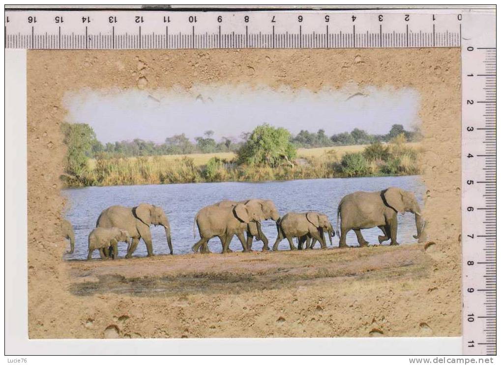 LOINS   -      Carte Double - Elefantes