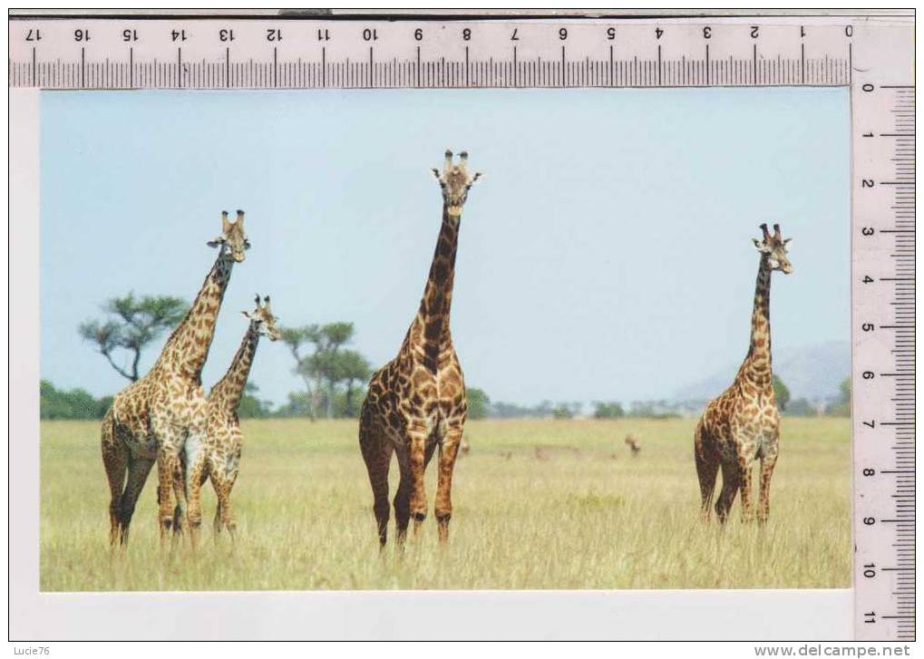 GIRAFE    -  Photo Prise Dans Le Serengeti En Tanzanie     Carte Double - Giraffes