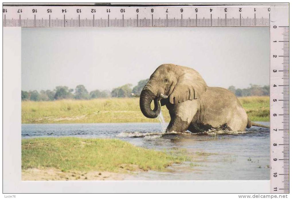 ELEPHANT    Traversant La Rivière De L'Okavango, Botswana  -      Carte Double - Elefanten
