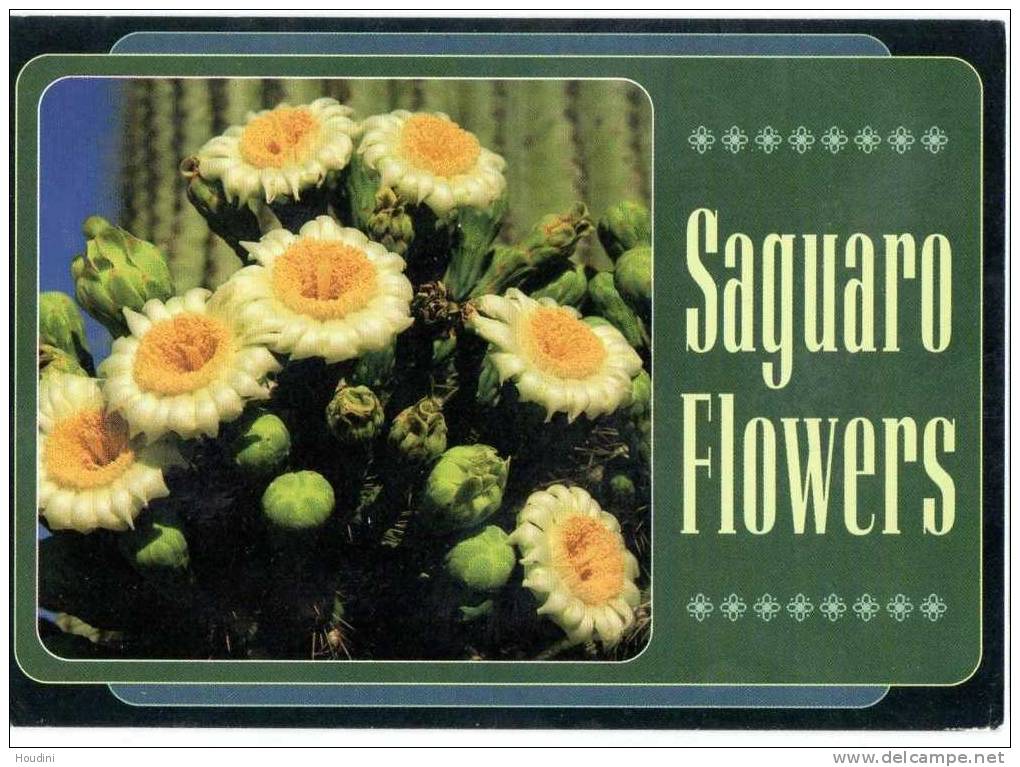 Saguaro Flowers Snow Wite Cactus Blossoms Arizona Bloem - Sonstige & Ohne Zuordnung