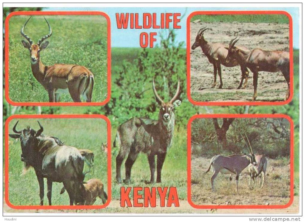 Wildlife Waterbuck Impala Topi Gnu Oryx Dieren - Kenia