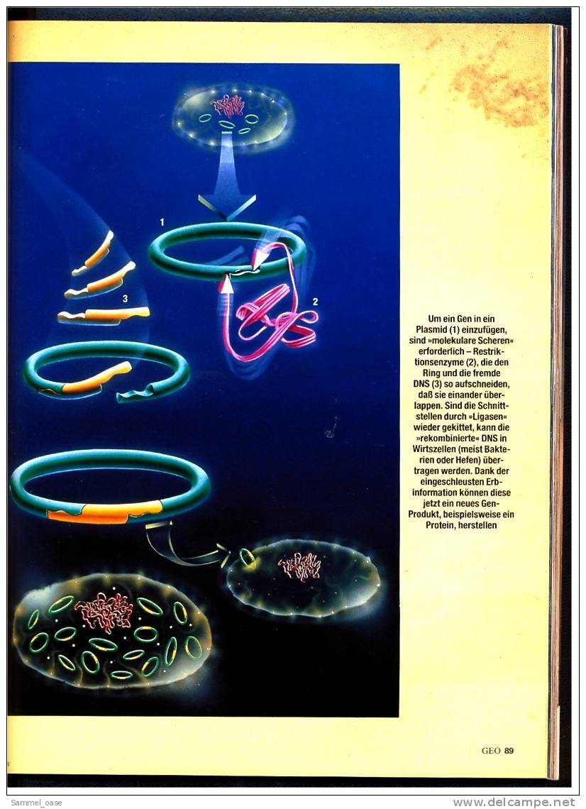 Geo Magazin  -  Nr.5  1999 :  Das Ideal Des Leichten Lebens  -  Die Evolution Der Feder - Sonstige & Ohne Zuordnung