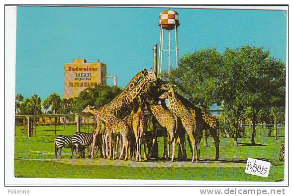 PO9825# FLORIDA - TAMPA - BUSCH GARDENS - Giraffe  VG 1972 - Tampa