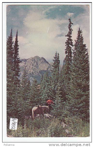 PO9856 COLORADO - ROCKIES - Cavallo  VG Cheyenne 1952 - Rocky Mountains