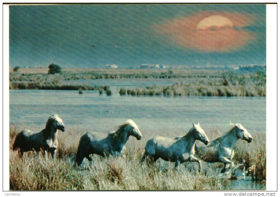 CPSM CHEVAL CHEVAUX  CAMARGUE Yvon - Pferde