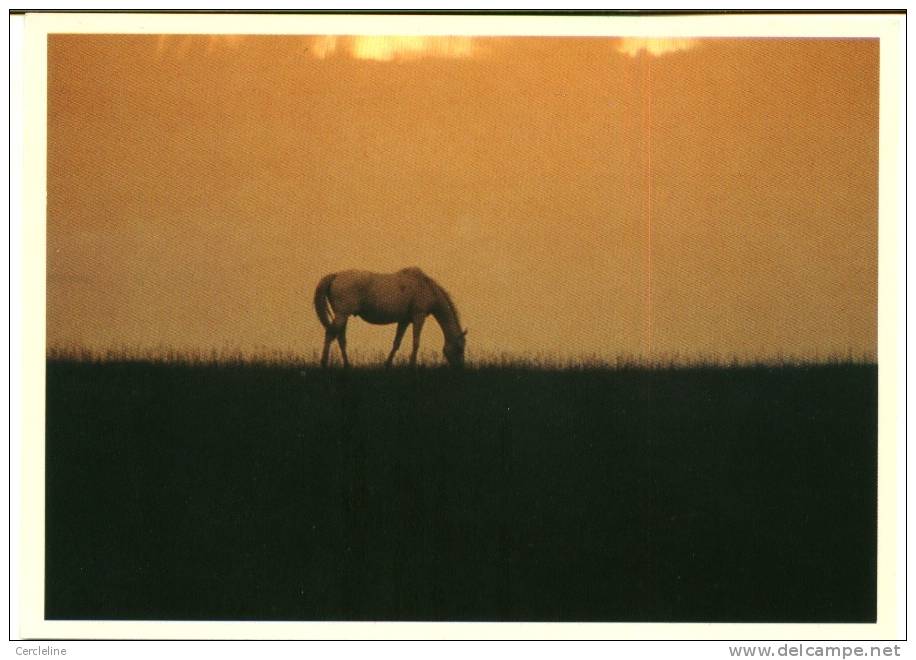 CPM CHEVAL Coucher De Soleil Cliché Zefa - Pferde