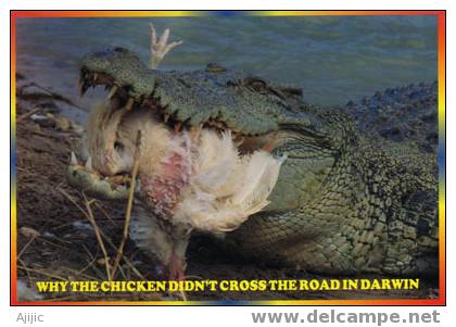 You Don´t Mess With The Locals In Darwin ! Repas Du Crocodile ! PRIX REDUIT ! - Darwin