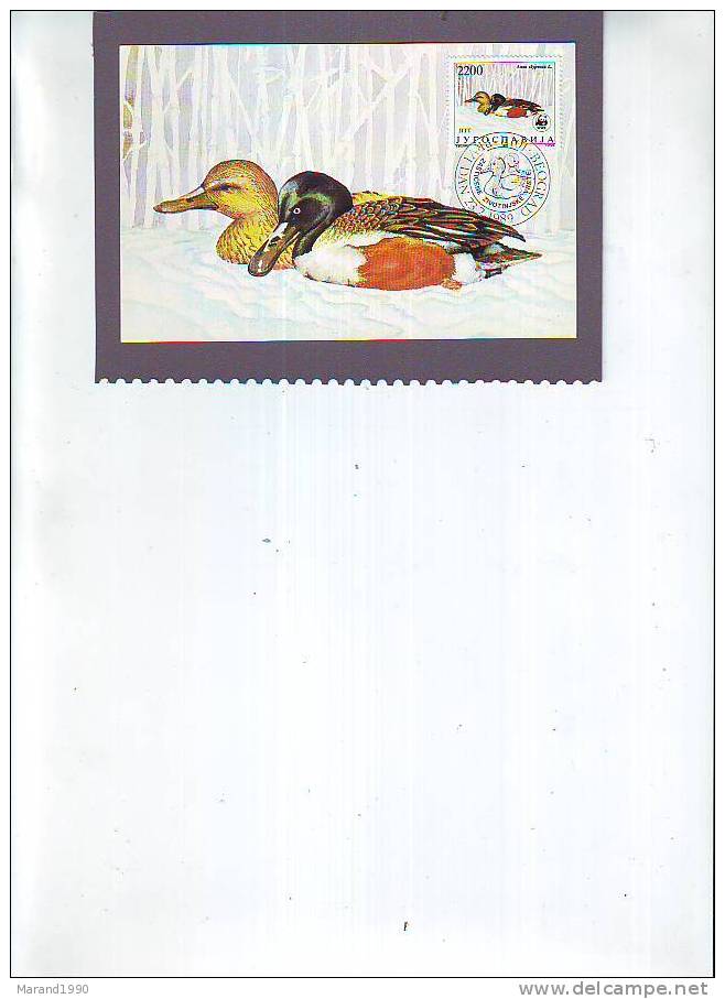 CARTE MAXIMUM, MAXIMUM CARD, OISEAUX, BIRDS, YUGOSLAVIA, ANAS CLYPEATA - Ducks