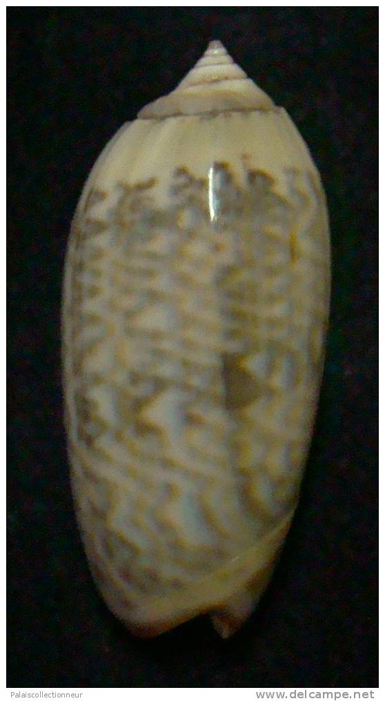 N°3228 // OLIVA CONCINNA  KREMERORUM  " VANUATU " //  GEM : 46,9mm //  ASSEZ RARE . - Seashells & Snail-shells
