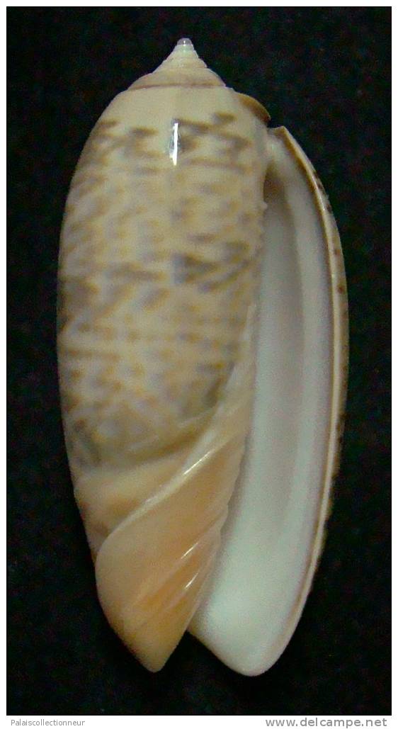 N°3229 // OLIVA CONCINNA  KREMERORUM  " VANUATU " //  GEM : 47,8mm //  ASSEZ RARE . - Seashells & Snail-shells