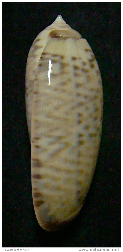 N°3229 // OLIVA CONCINNA  KREMERORUM  " VANUATU " //  GEM : 47,8mm //  ASSEZ RARE . - Seashells & Snail-shells