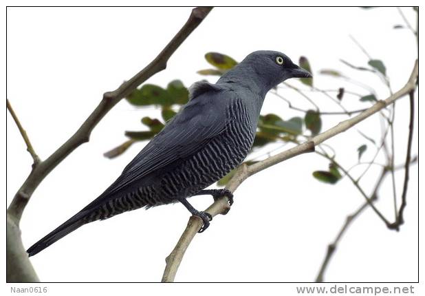Cuckoo Bird        , Postal Stationery -Articles Postaux  (A42-01) - Cuco, Cuclillos