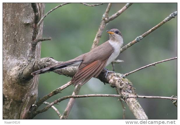 Cuckoo Bird        , Postal Stationery -Articles Postaux  (A42-02) - Cuckoos & Turacos
