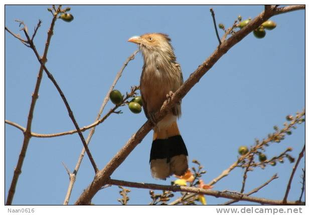 Cuckoo Bird        , Postal Stationery -Articles Postaux  (A42-04) - Cuckoos & Turacos