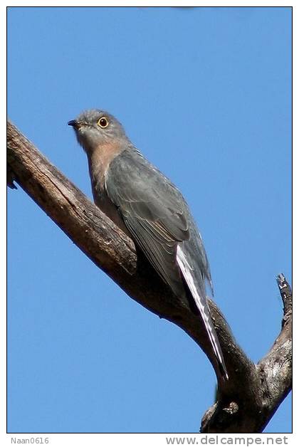 Cuckoo Bird        , Postal Stationery -Articles Postaux  (A42-05) - Cuckoos & Turacos