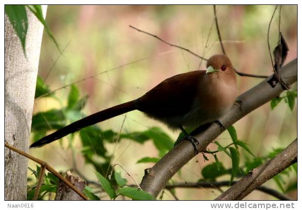 Cuckoo Bird        , Postal Stationery -Articles Postaux  (A42-10) - Cuckoos & Turacos