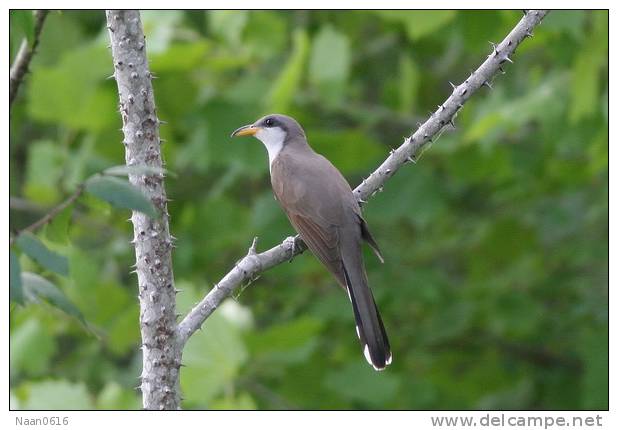 Cuckoo Bird        , Postal Stationery -Articles Postaux  (A42-11) - Cuckoos & Turacos