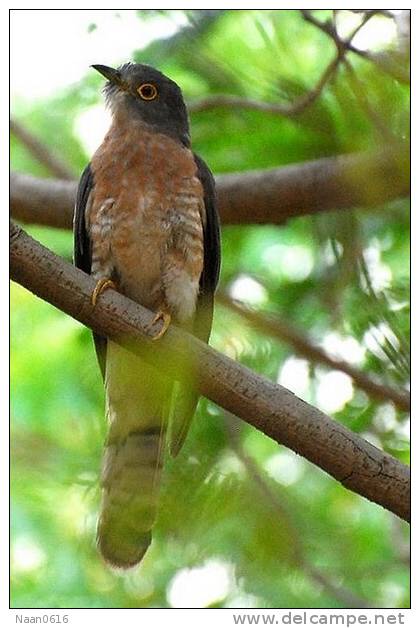 Cuckoo Bird        , Postal Stationery -Articles Postaux  (A42-14) - Cuckoos & Turacos