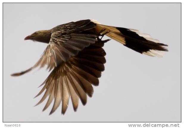 Cuckoo Bird        , Postal Stationery -Articles Postaux  (A42-16) - Cuckoos & Turacos