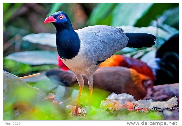 Cuckoo Bird        , Postal Stationery -Articles Postaux  (A42-25) - Cuckoos & Turacos