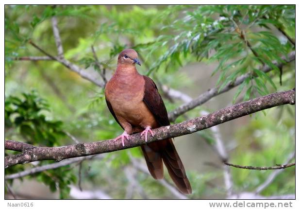 Cuckoo Bird        , Postal Stationery -Articles Postaux  (A42-26) - Cuckoos & Turacos