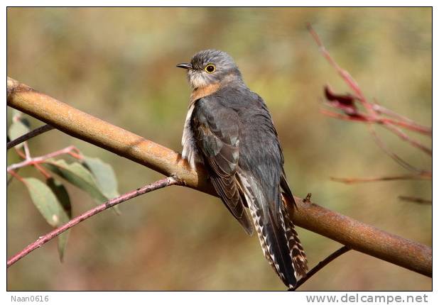 Cuckoo Bird        , Postal Stationery -Articles Postaux  (A42-27) - Cuckoos & Turacos