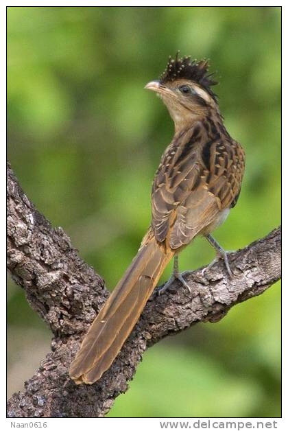 Cuckoo Bird        , Postal Stationery -Articles Postaux  (A42-31) - Cuckoos & Turacos