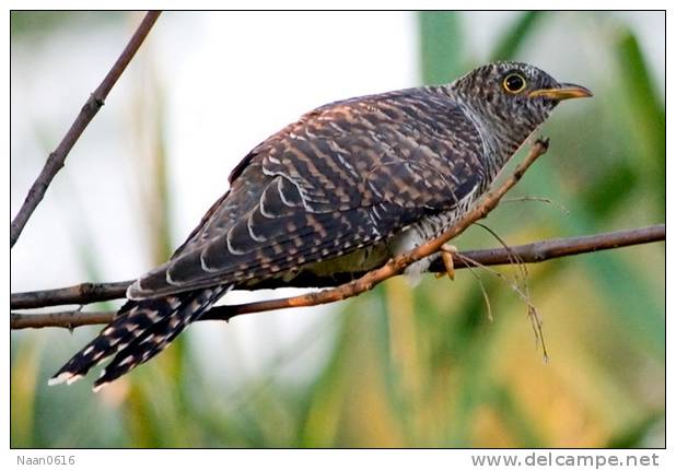 Cuckoo Bird        , Postal Stationery -Articles Postaux  (A42-34) - Cuckoos & Turacos