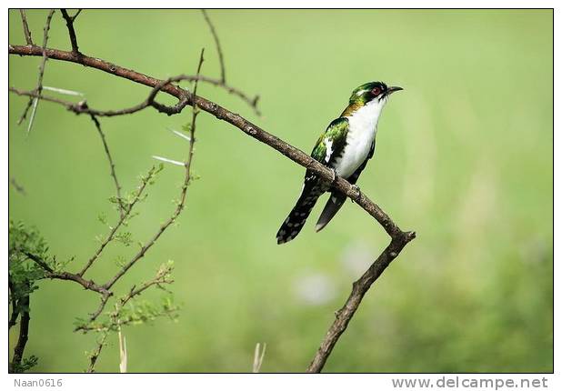 Cuckoo Bird        , Postal Stationery -Articles Postaux  (A42-49) - Cuckoos & Turacos