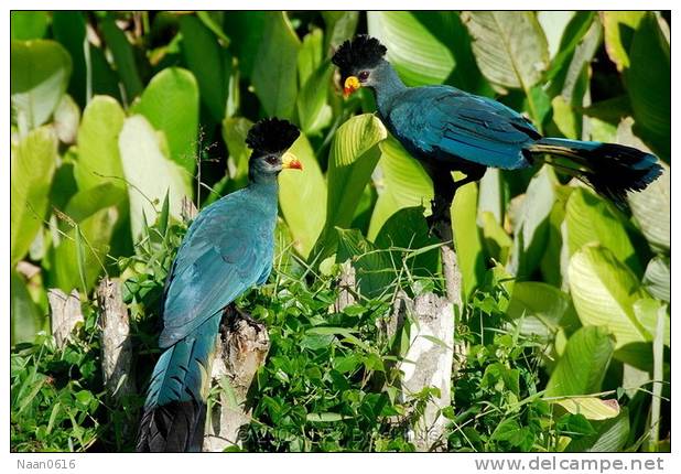 Turaco  Bird        , Postal Stationery -Articles Postaux  (A42-56) - Cuckoos & Turacos