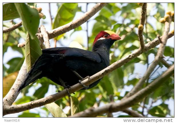 Turaco  Bird        , Postal Stationery -Articles Postaux  (A42-60) - Cuckoos & Turacos