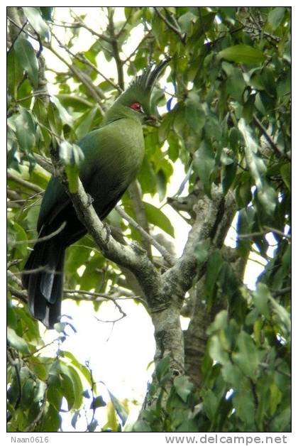 Turaco  Bird        , Postal Stationery -Articles Postaux  (A42-63) - Cuckoos & Turacos