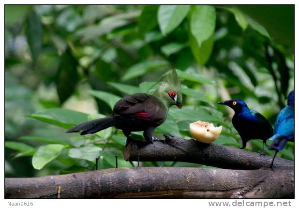 Turaco  Bird        , Postal Stationery -Articles Postaux  (A42-65) - Cuckoos & Turacos