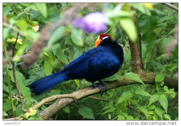 Turaco  Bird        , Postal Stationery -Articles Postaux  (A42-67) - Cuckoos & Turacos