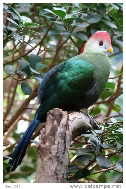 Turaco  Bird        , Postal Stationery -Articles Postaux  (A42-68) - Cuco, Cuclillos