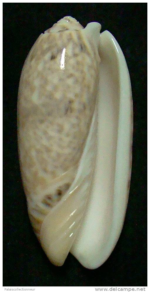 N°3247 // OLIVA SERICEA  SP. " UNIQUE "  " Nelle-CALEDONIE " //  F++ : GROSSE : 66,7mm // TRES RARE . - Schelpen