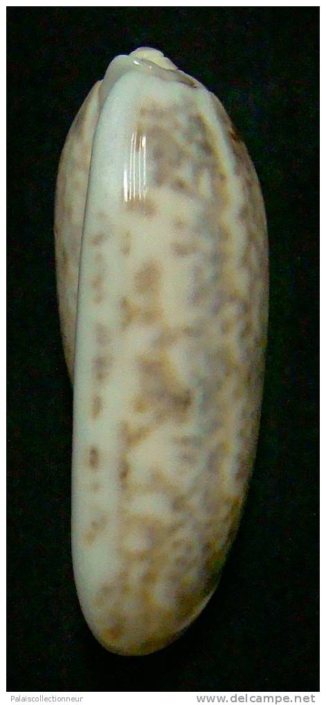 N°3247 // OLIVA SERICEA  SP. " UNIQUE "  " Nelle-CALEDONIE " //  F++ : GROSSE : 66,7mm // TRES RARE . - Seashells & Snail-shells