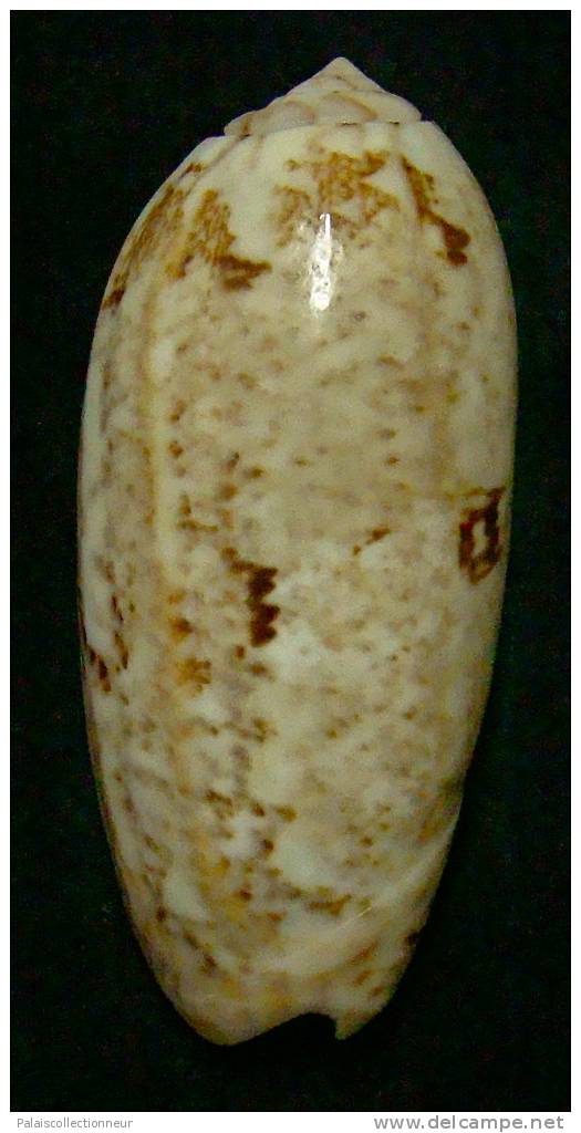 N°3249 // OLIVA SERICEA  SABULOSA  " Nelle-CALEDONIE " //  F+ : GEANTE : 75,6mm // TRES RARE . - Coquillages