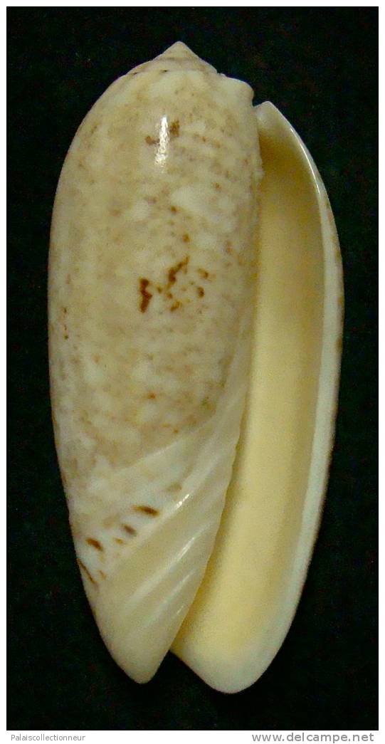 N°3249 // OLIVA SERICEA  SABULOSA  " Nelle-CALEDONIE " //  F+ : GEANTE : 75,6mm // TRES RARE . - Seashells & Snail-shells