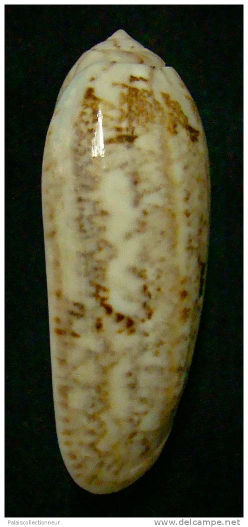 N°3249 // OLIVA SERICEA  SABULOSA  " Nelle-CALEDONIE " //  F+ : GEANTE : 75,6mm // TRES RARE . - Seashells & Snail-shells