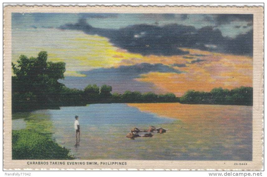 ASIA - PHILIPPINES - Carabos Taking Evening Swim - LOCAL WATCHING - 1932 - Philippines