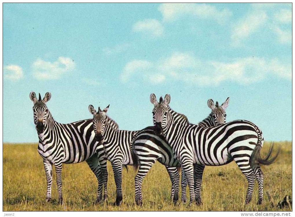 CPM Zebres En Afrique De L'est 1983 - Zebras