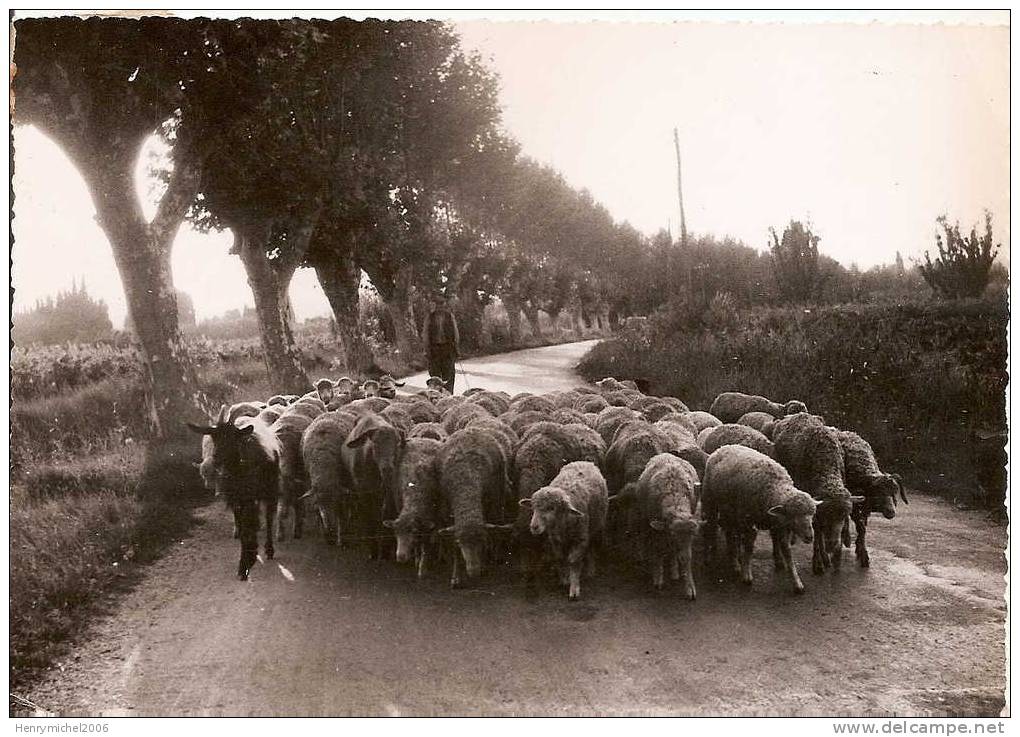 Troupeau De Moutons Et Chèvre Sur La Route De Maillane Vers Arles En 1955 ( Bouches Du Rhone) Ed Photo Augier - Arles